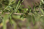 Willowleaf aster